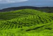 Rekomendasi Tempat Wisata di Lumajang 