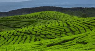 Rekomendasi Tempat Wisata di Lumajang 