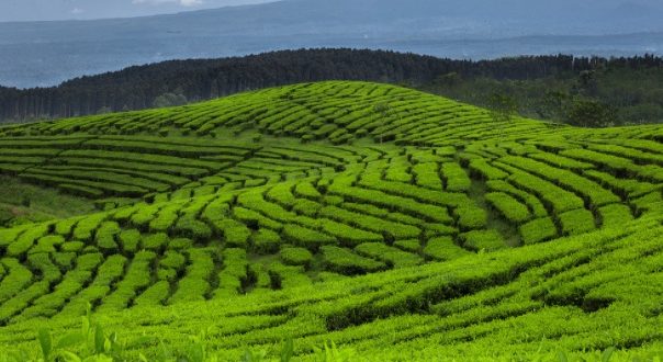 Rekomendasi Tempat Wisata di Lumajang