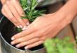 Tips Mudah Merawat Taman agar Terlihat Cantik