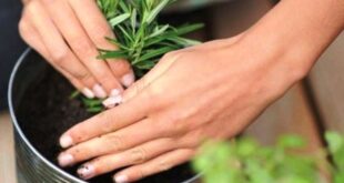 Tips Mudah Merawat Taman agar Terlihat Cantik