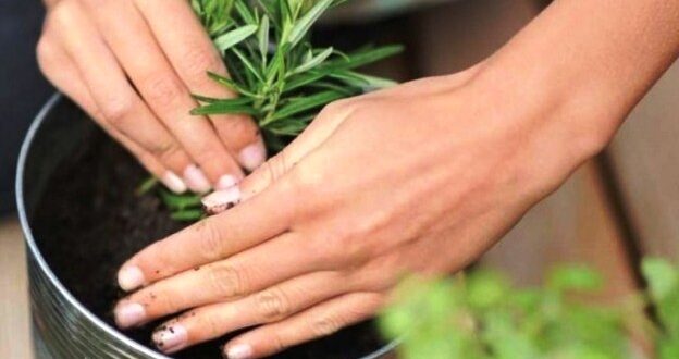 Tips Mudah Merawat Taman agar Terlihat Cantik