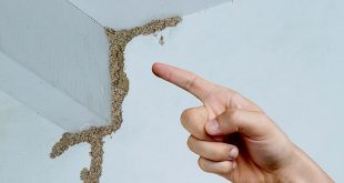 Waspada! Begini Cara Rayap Mengancam Rumah dan Solusi Ampuh Mengatasinya