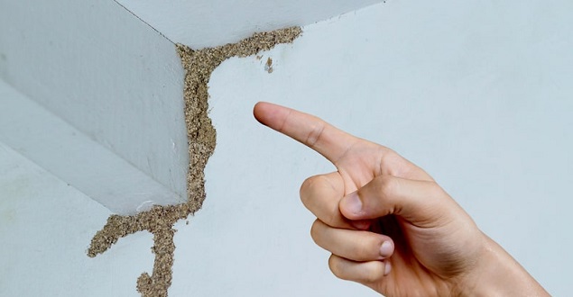 Waspada! Begini Cara Rayap Mengancam Rumah dan Solusi Ampuh Mengatasinya